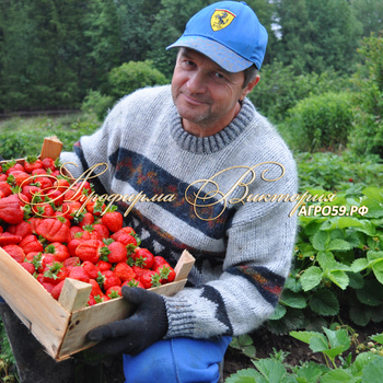САЖЕНЦЫ ПОЧТОЙ И В ПЕРМИ